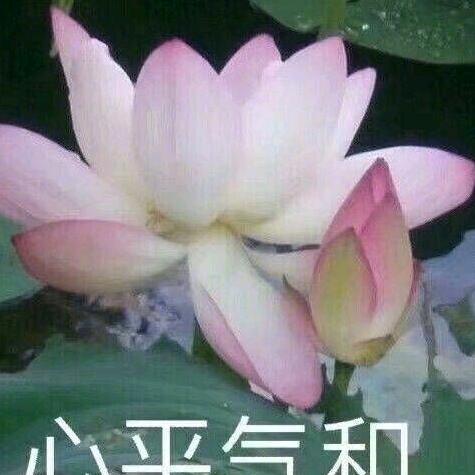 晚妹.
