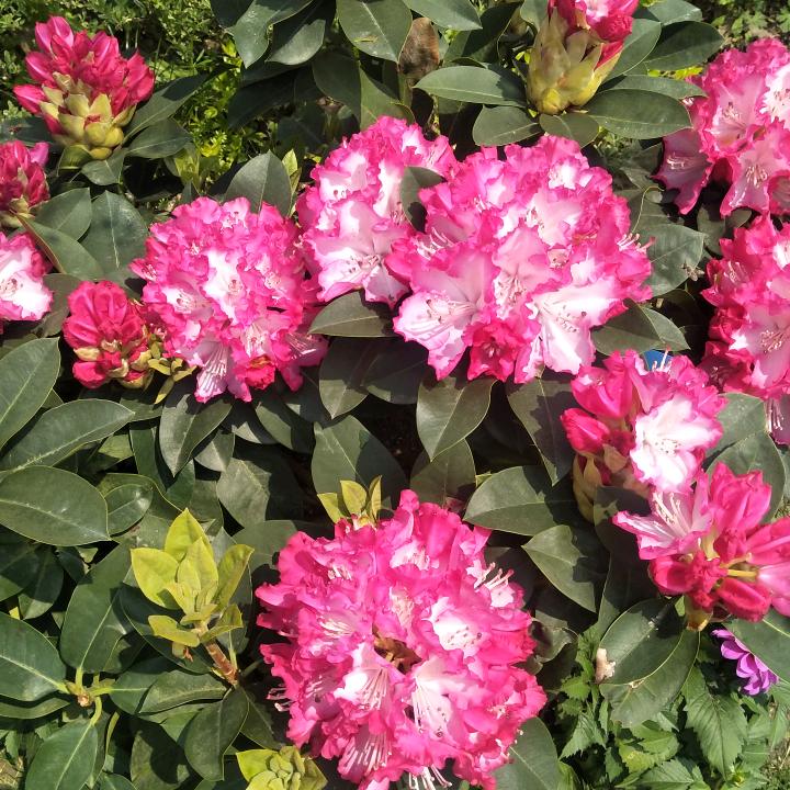 🧚‍♂️🧚‍♂️🧚‍♂️🧚‍♂️