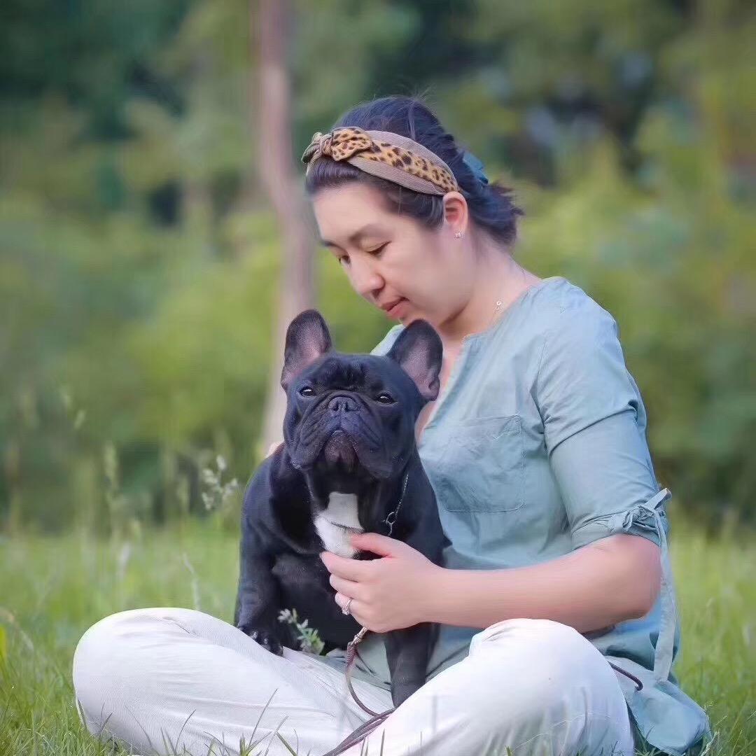 大明星犬舍法国斗牛犬