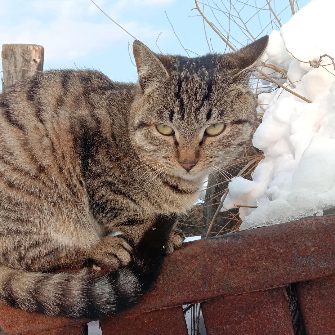 老猫扛枪找耗子