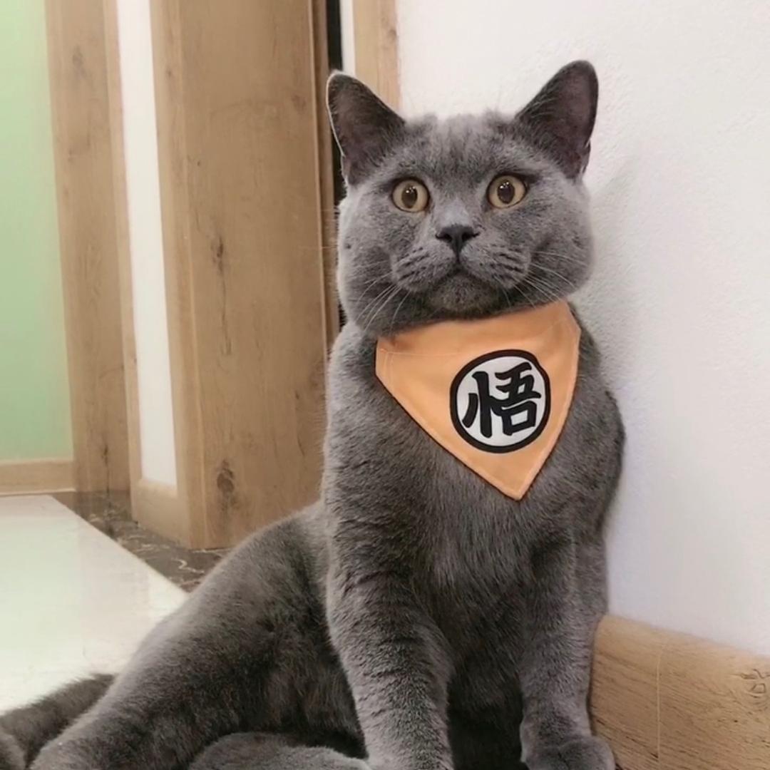 毛毛爸（训猫师）@抖音