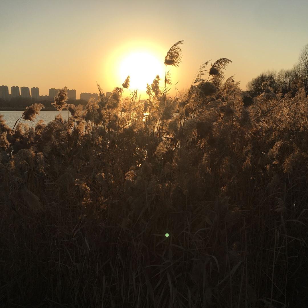 海上花开