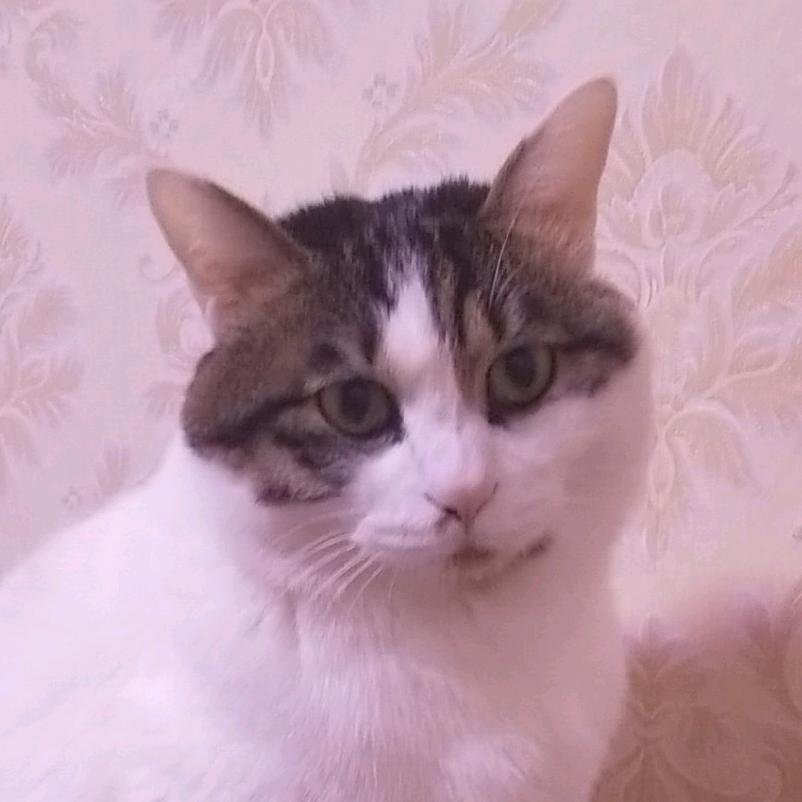 雨中漫步大白兔