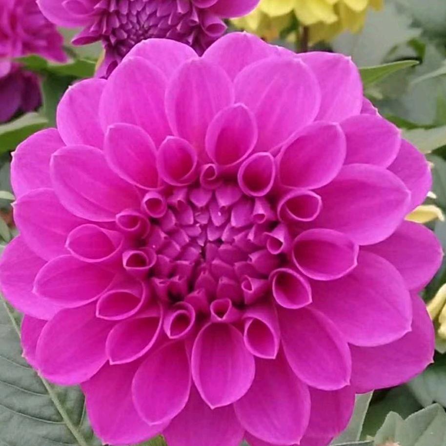 静淡