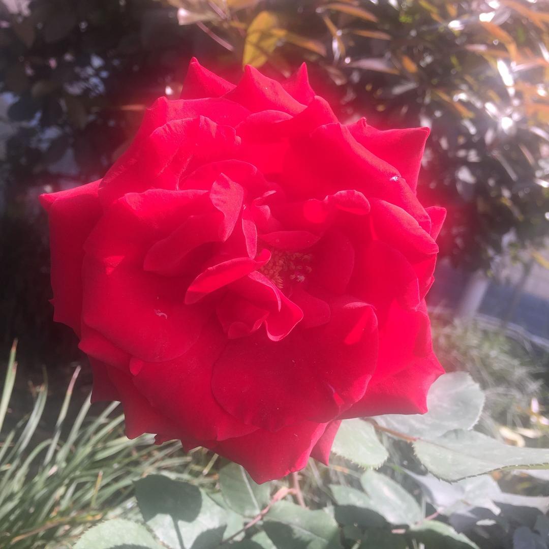 情商为零的傻瓜