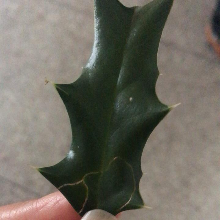 阳光正好的上午