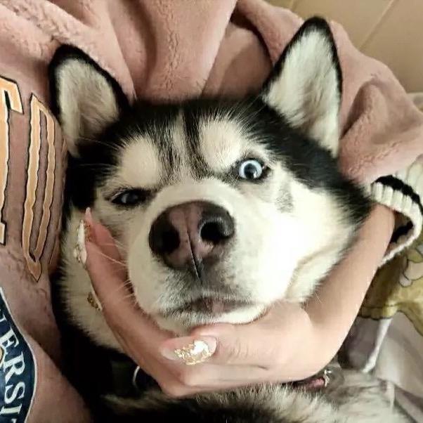 Rocky出去玩吧