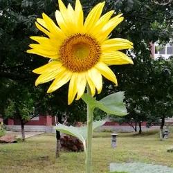 有梦想的人不睡觉丶