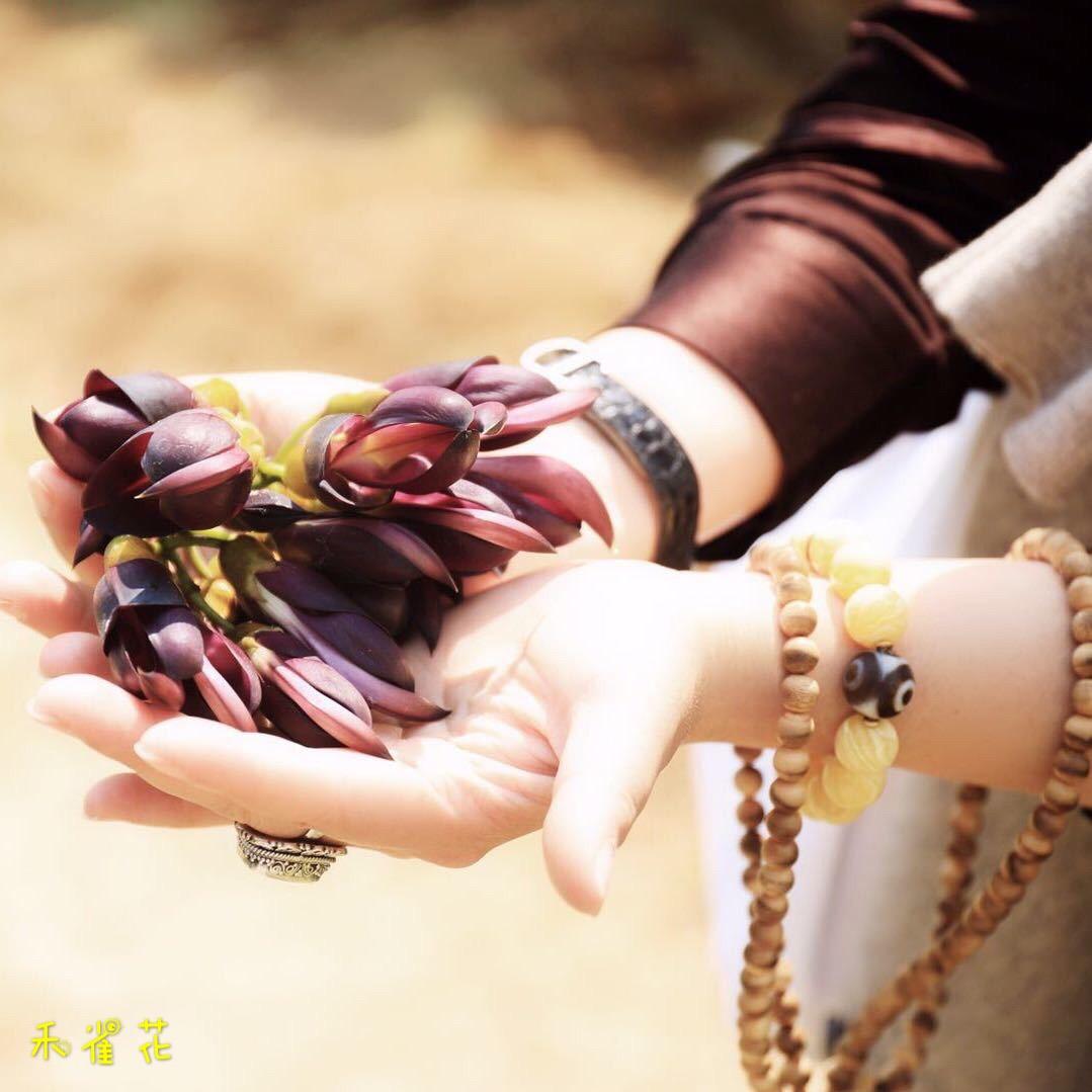 杜兹肺鱼🐟🐟