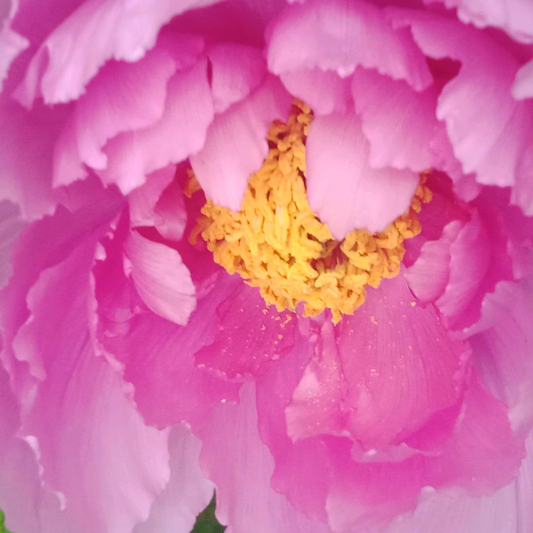 春暧花开