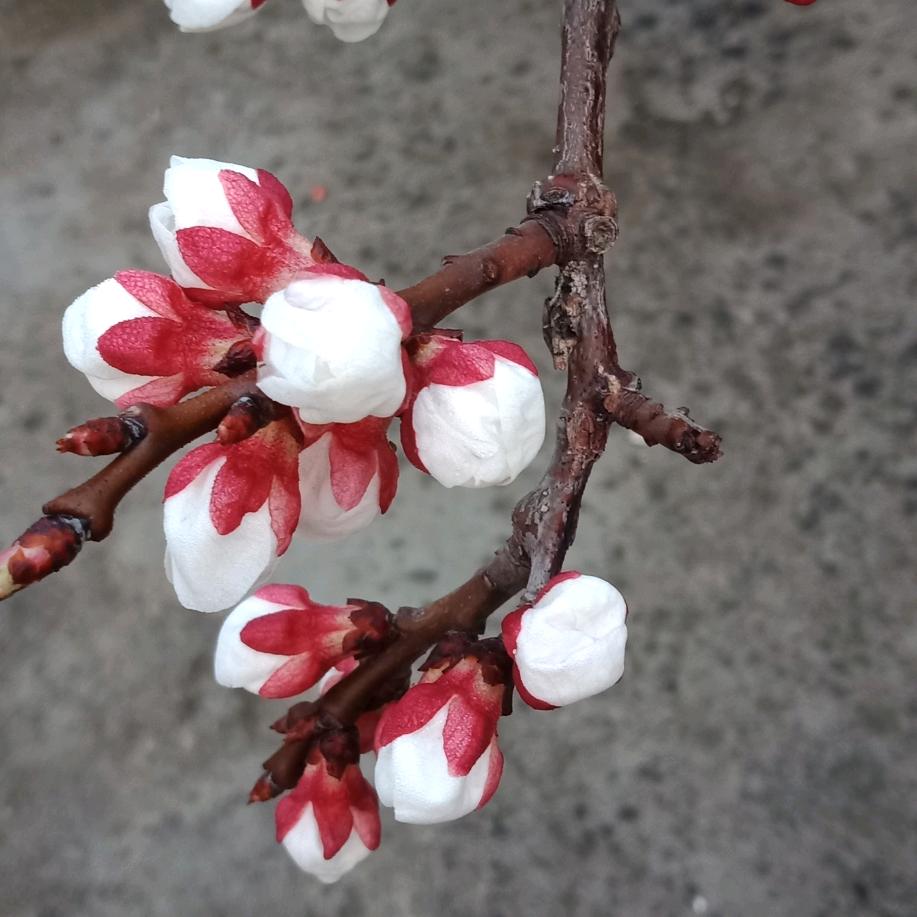 河南妹子