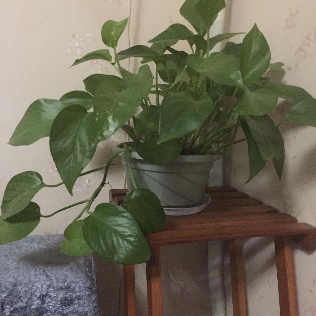 清英
