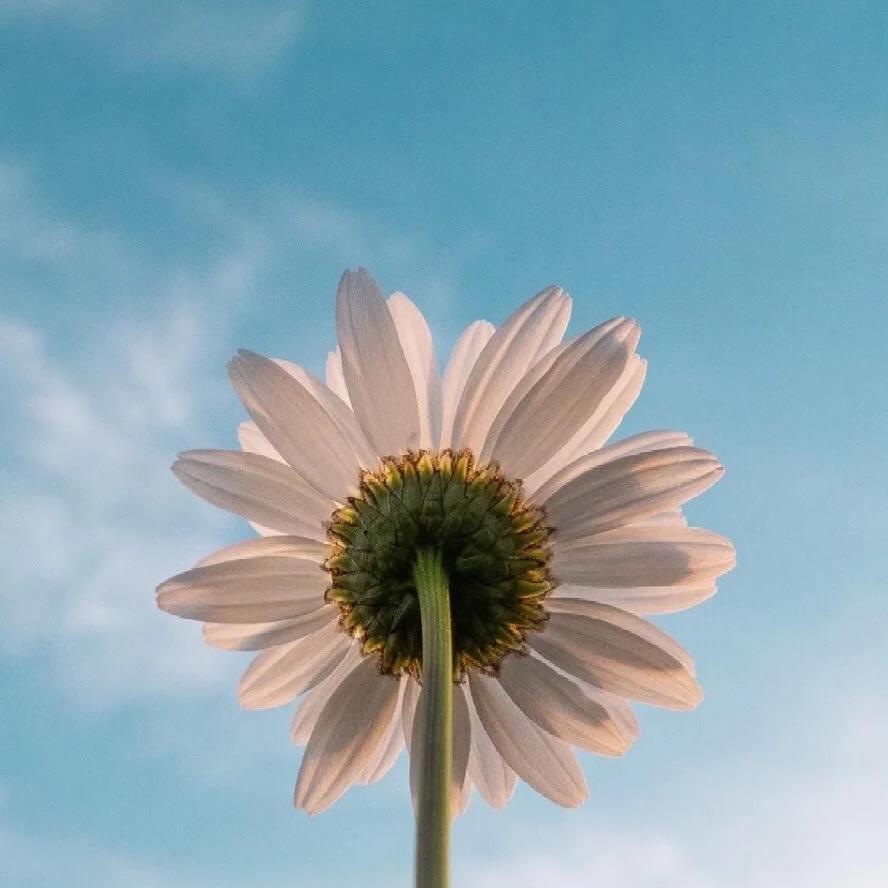 花言花语