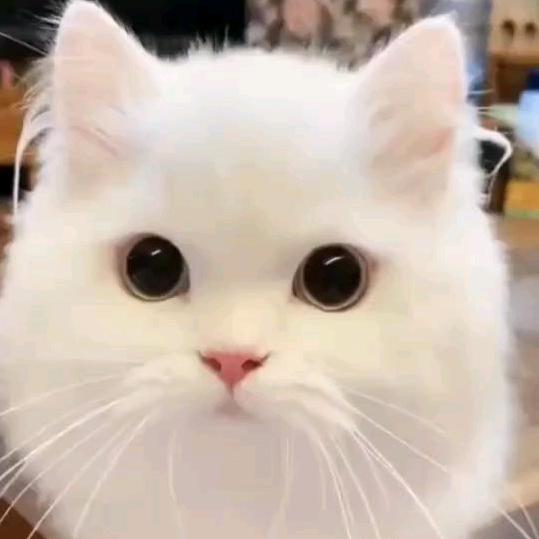 独角戏