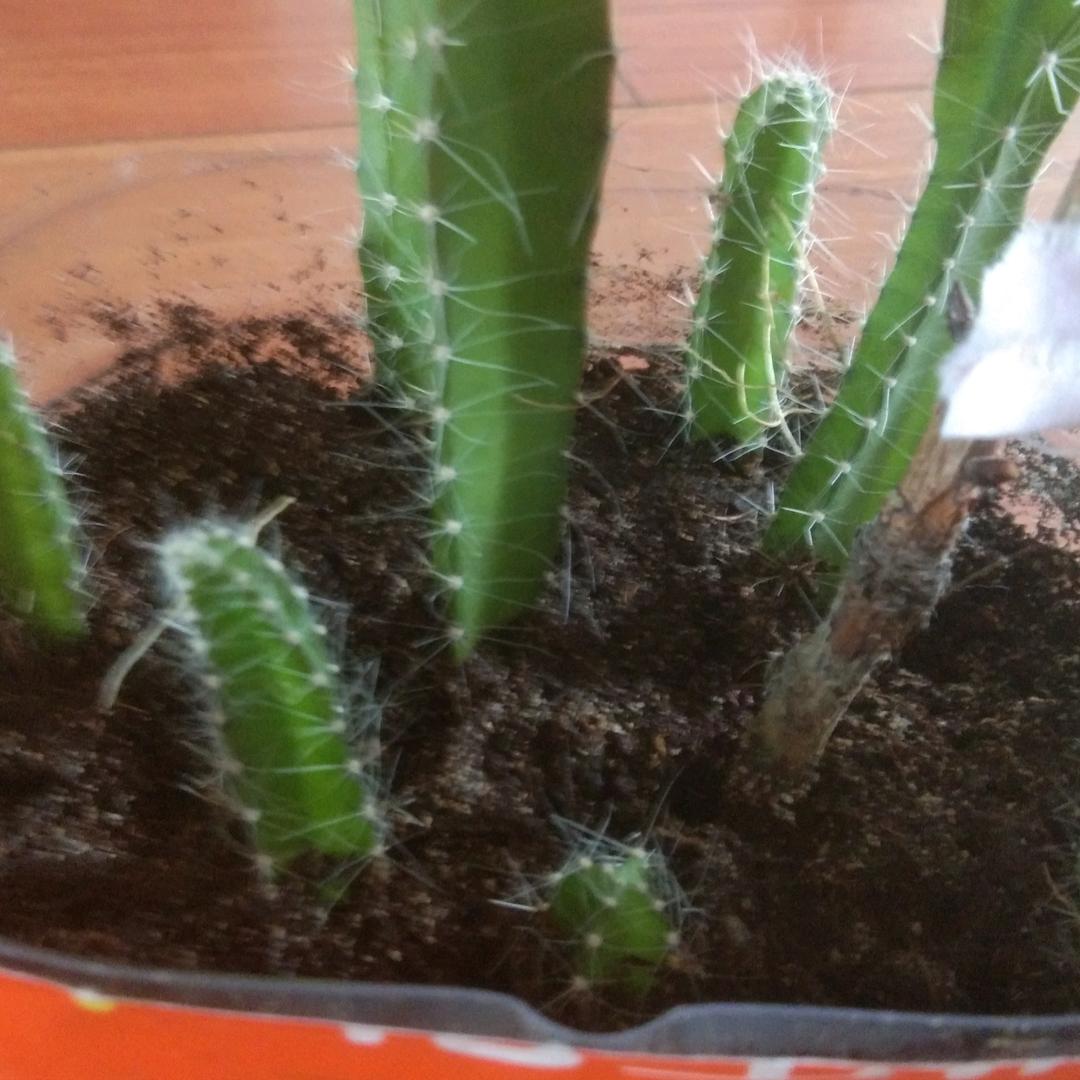 花样年华7
