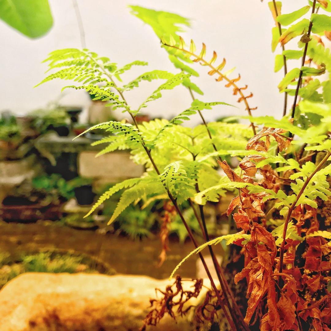 植绘
