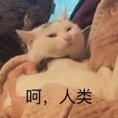 好柿花生喵