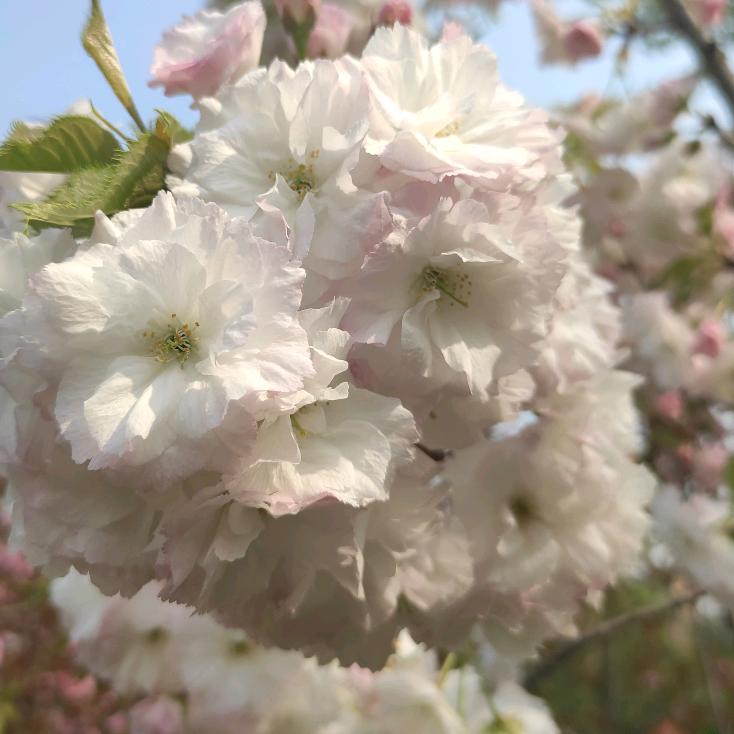青苹果