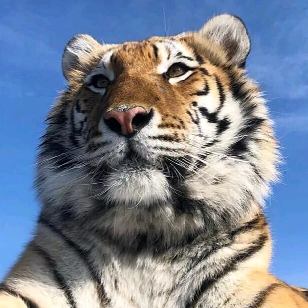 天哥属虎🐯@抖音