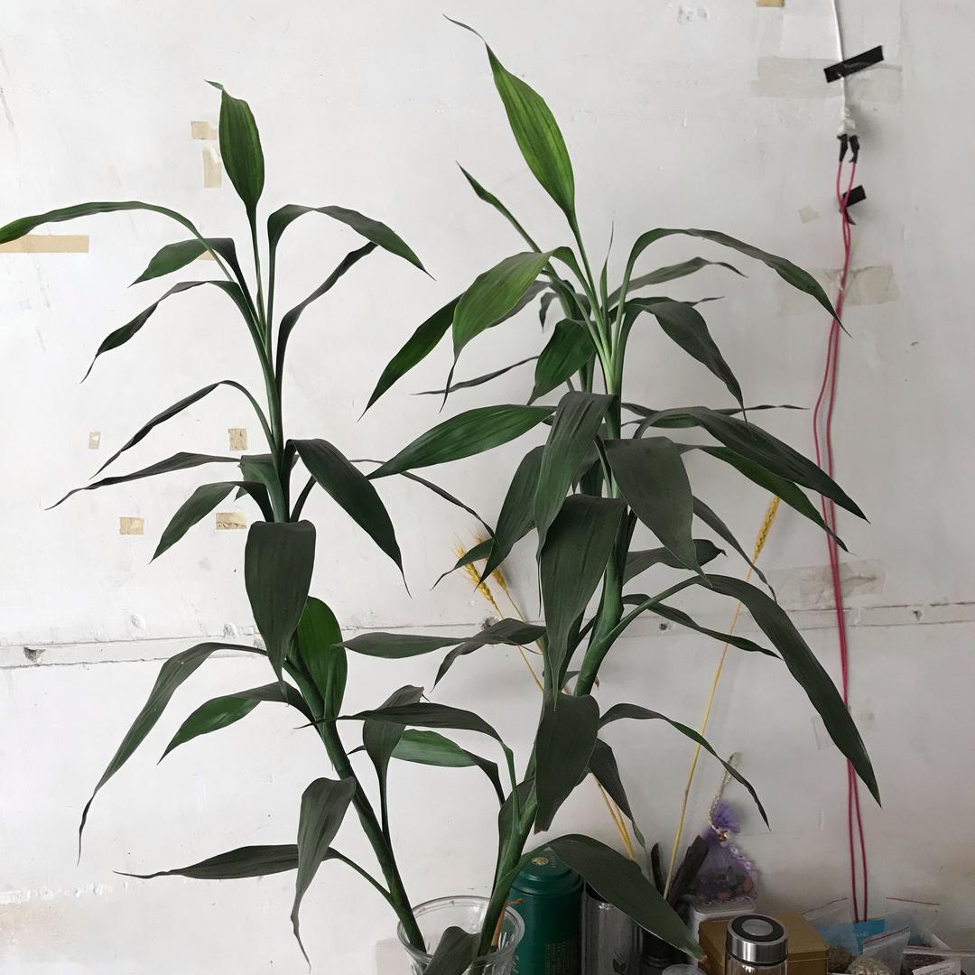 花儿