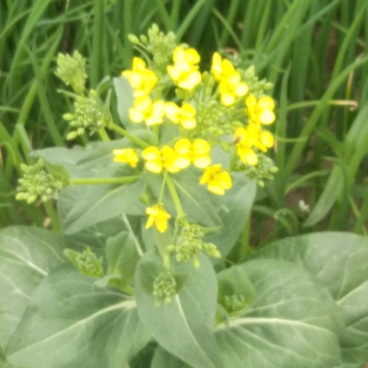 春风，