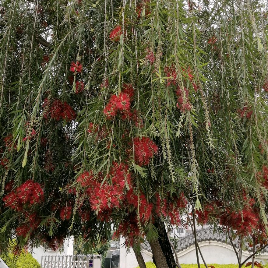 环荣昌盛