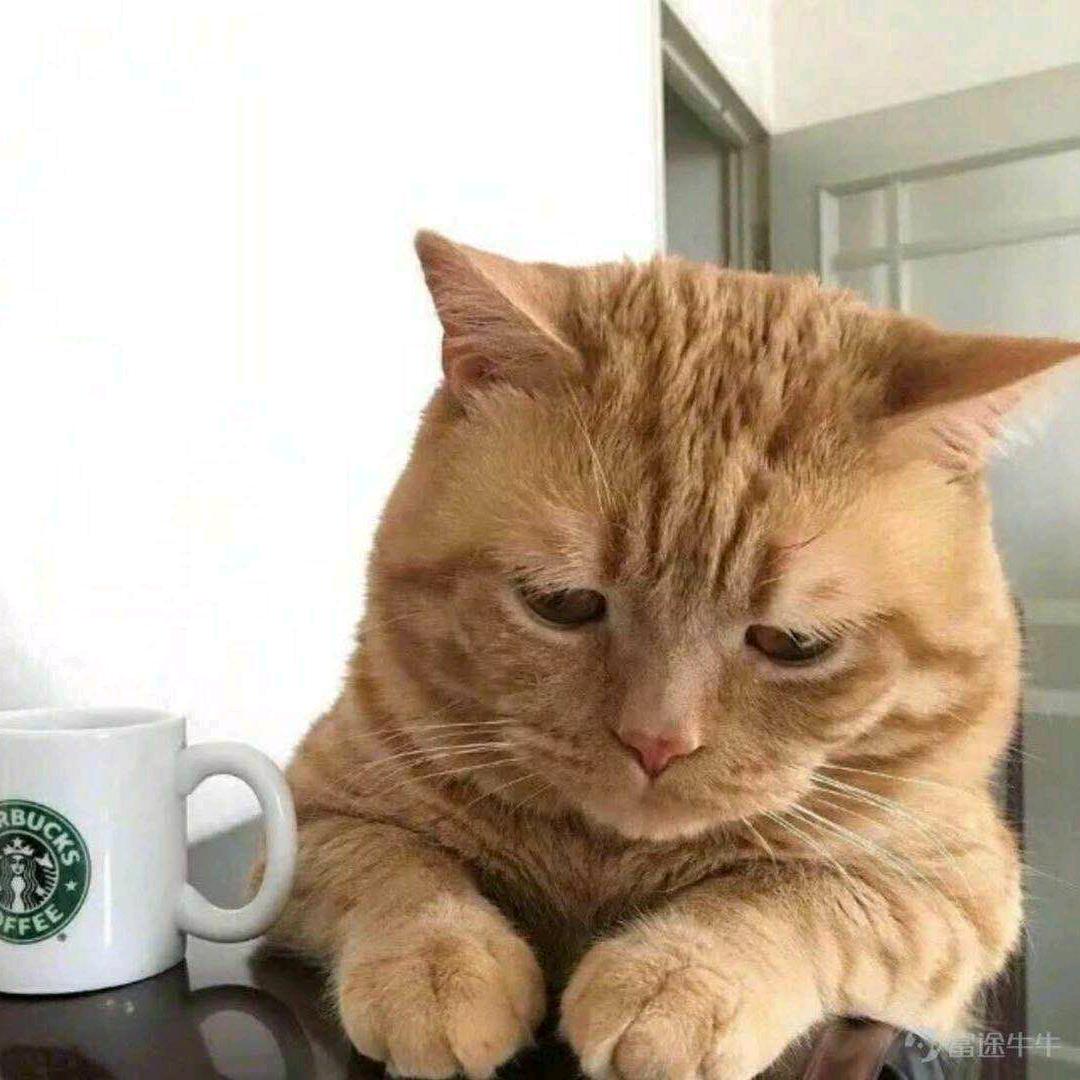 细嗅蔷薇的猫