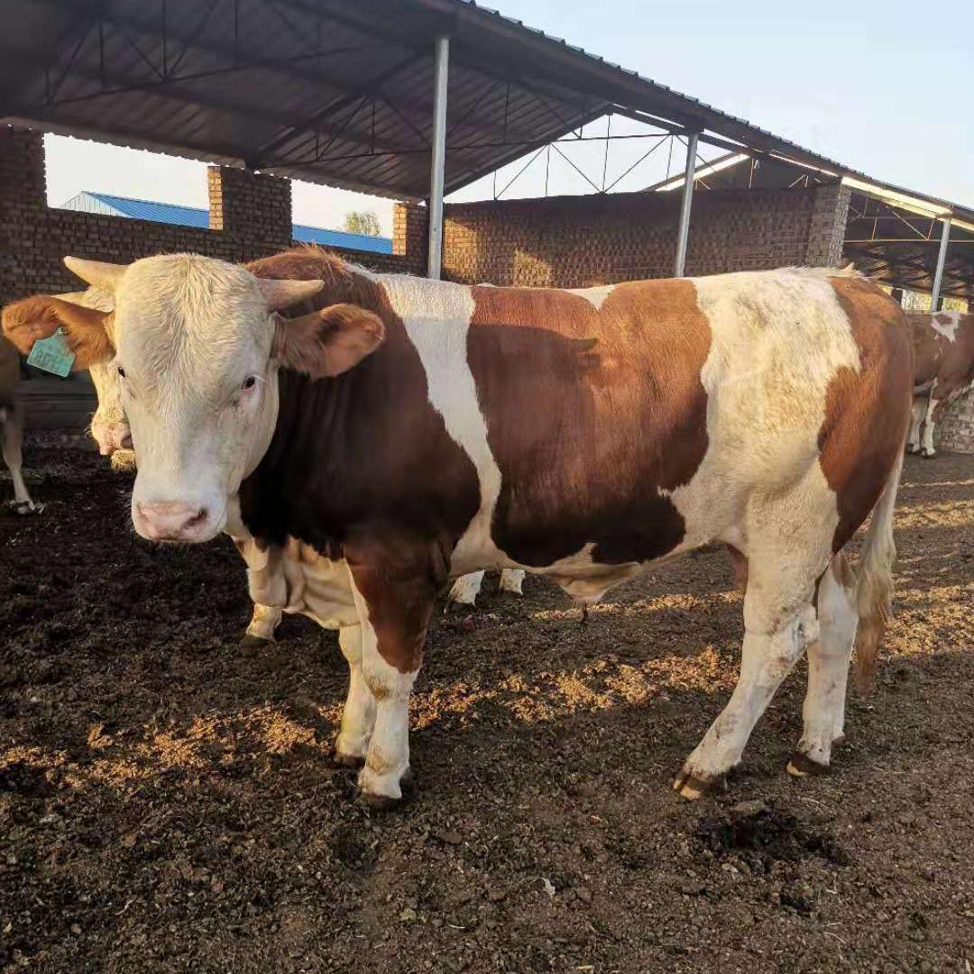 定襄恒源肉牛养殖场
