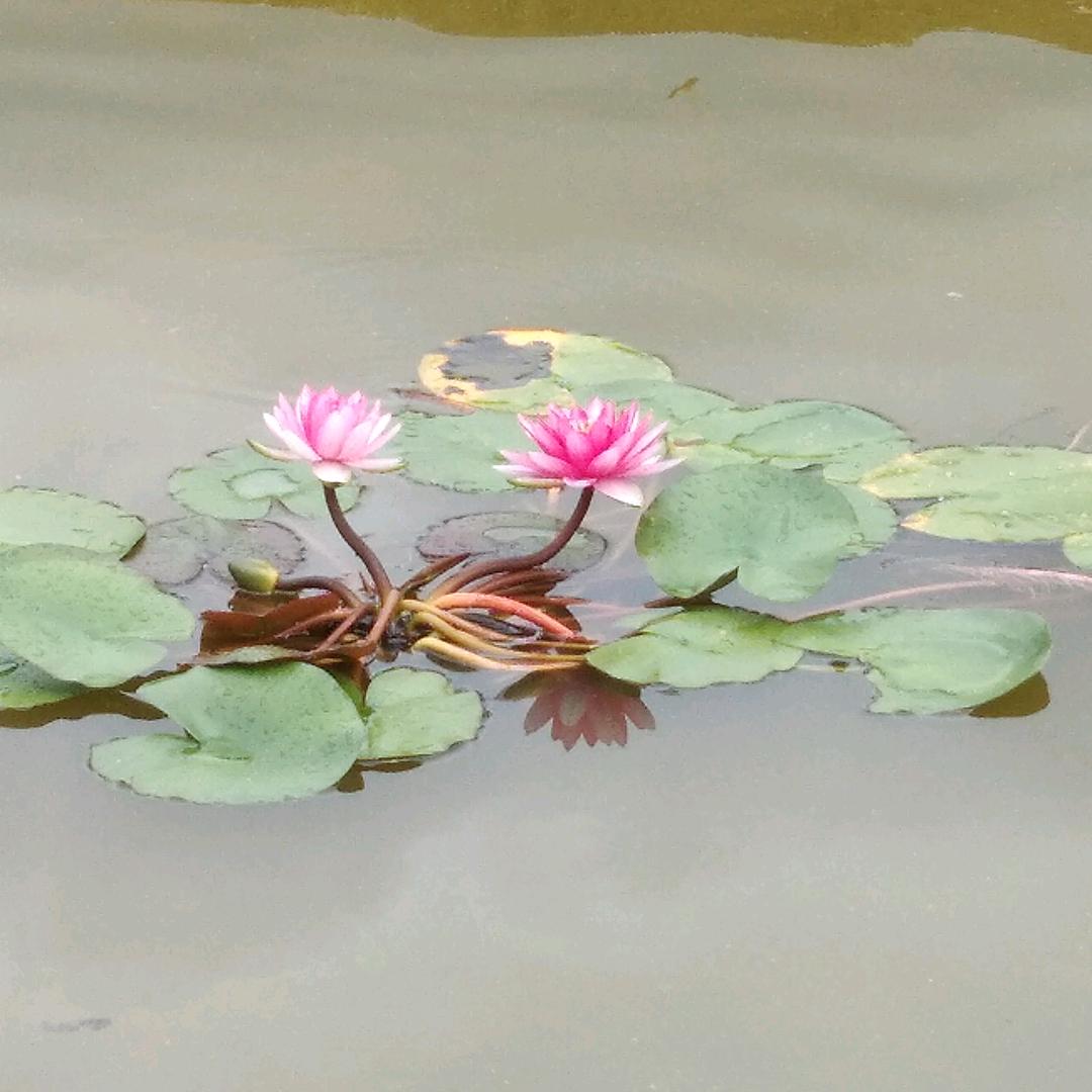 传承花灯文化
