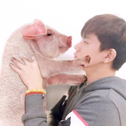憋睡觉来数羊🐏