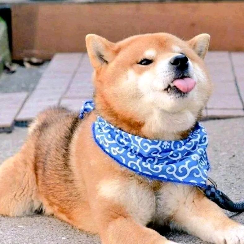 养猪大户李富贵