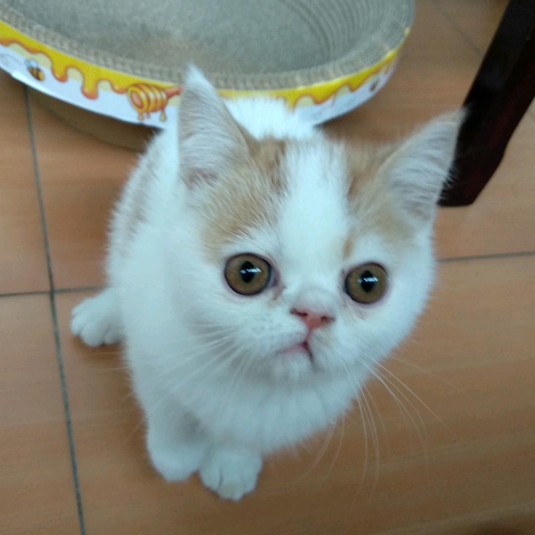 胖大欣