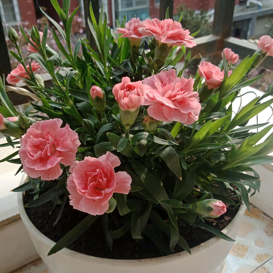 菁菁