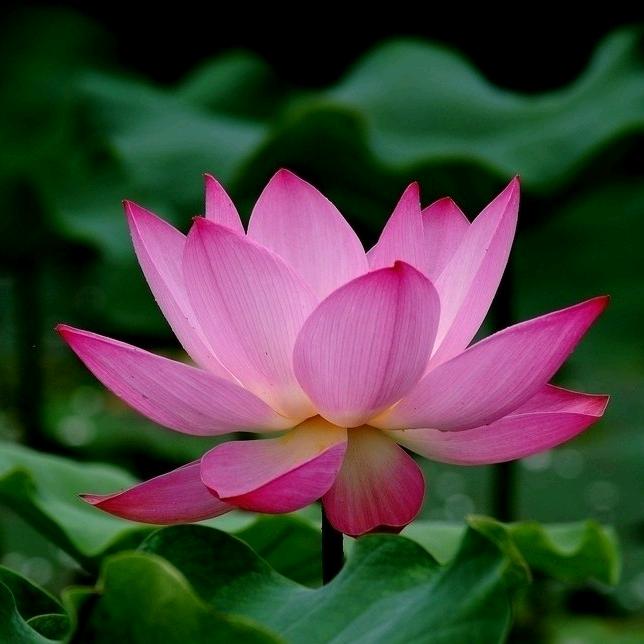 努力学习欢乐一生，