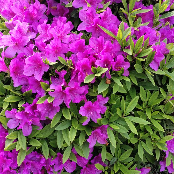 🌹((心想事陈))🌹