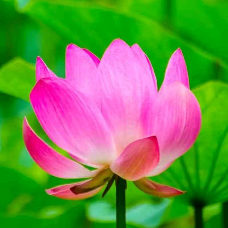 花好月圆🌷（拒私聊）🌷