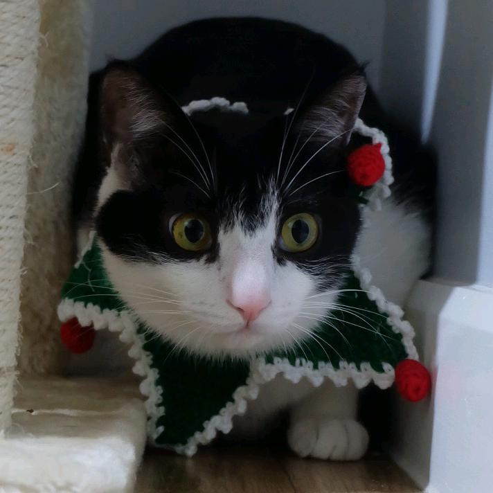咖啡豆与懒猫
