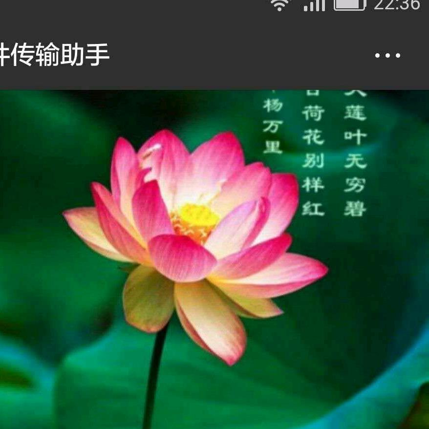 硕硕麻麻