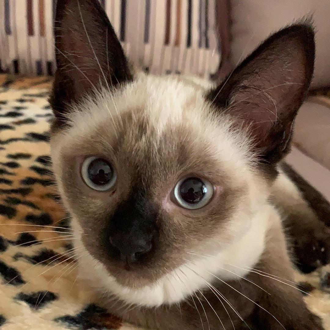 暹罗猫小婉妮