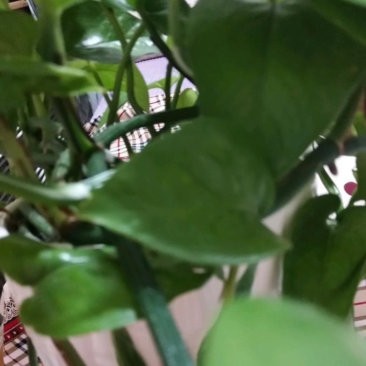 暖阳