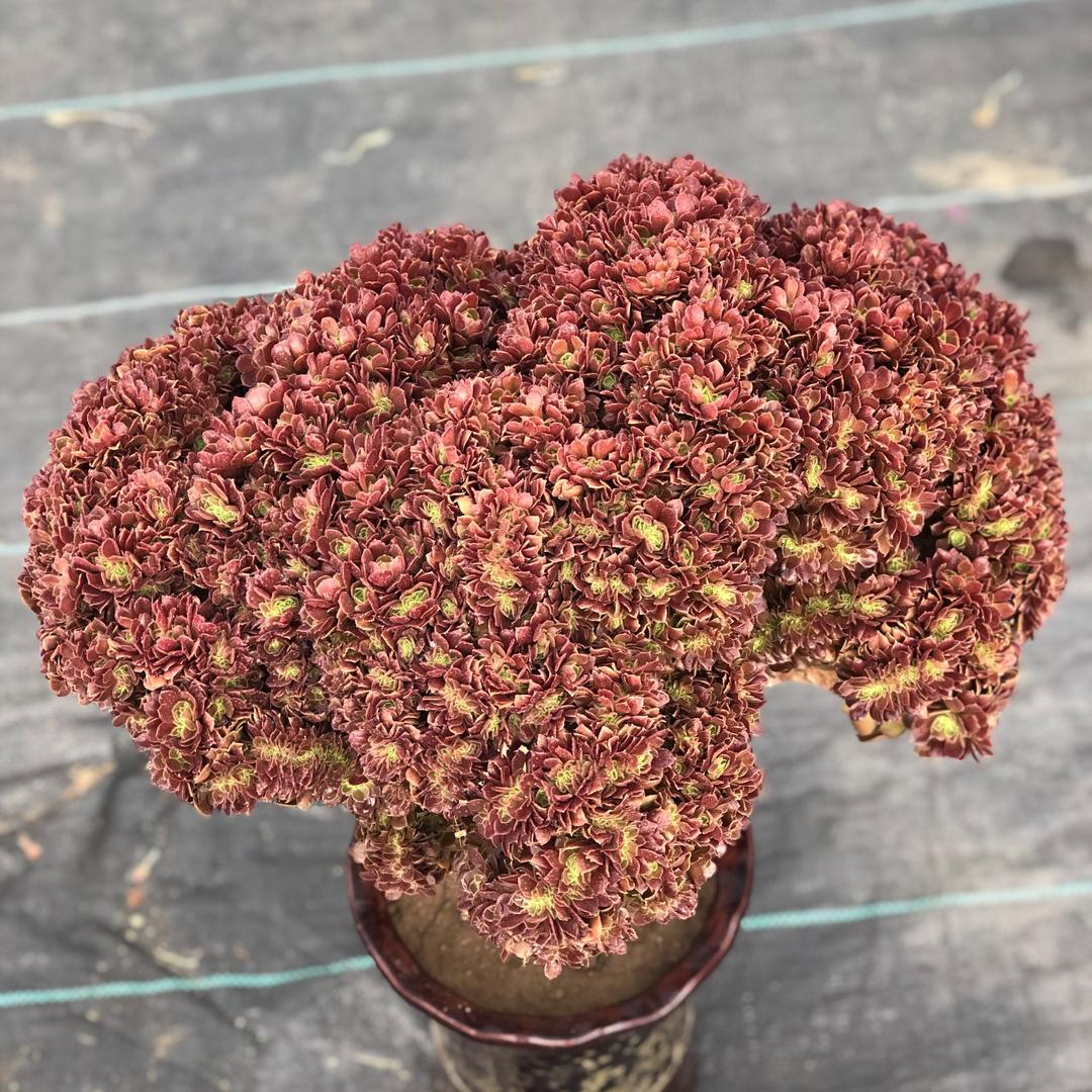 飘扬花卉园艺(烟台)