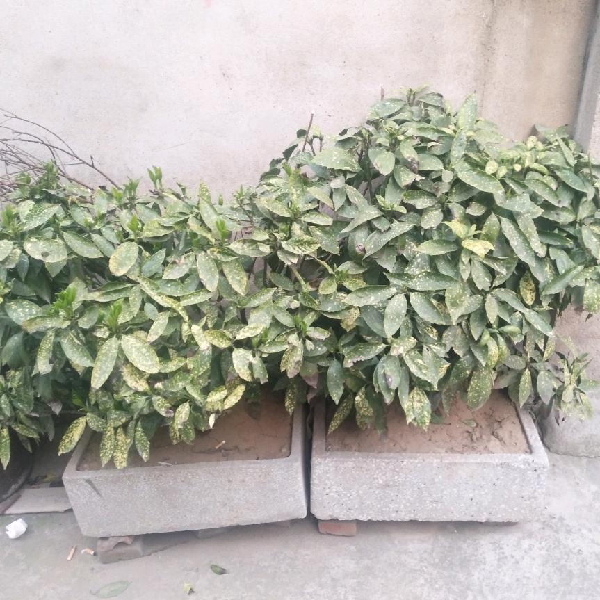 糊里糊涂的事