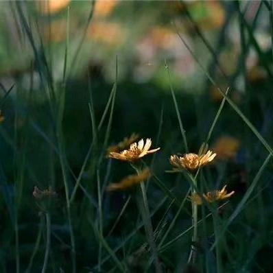 芳