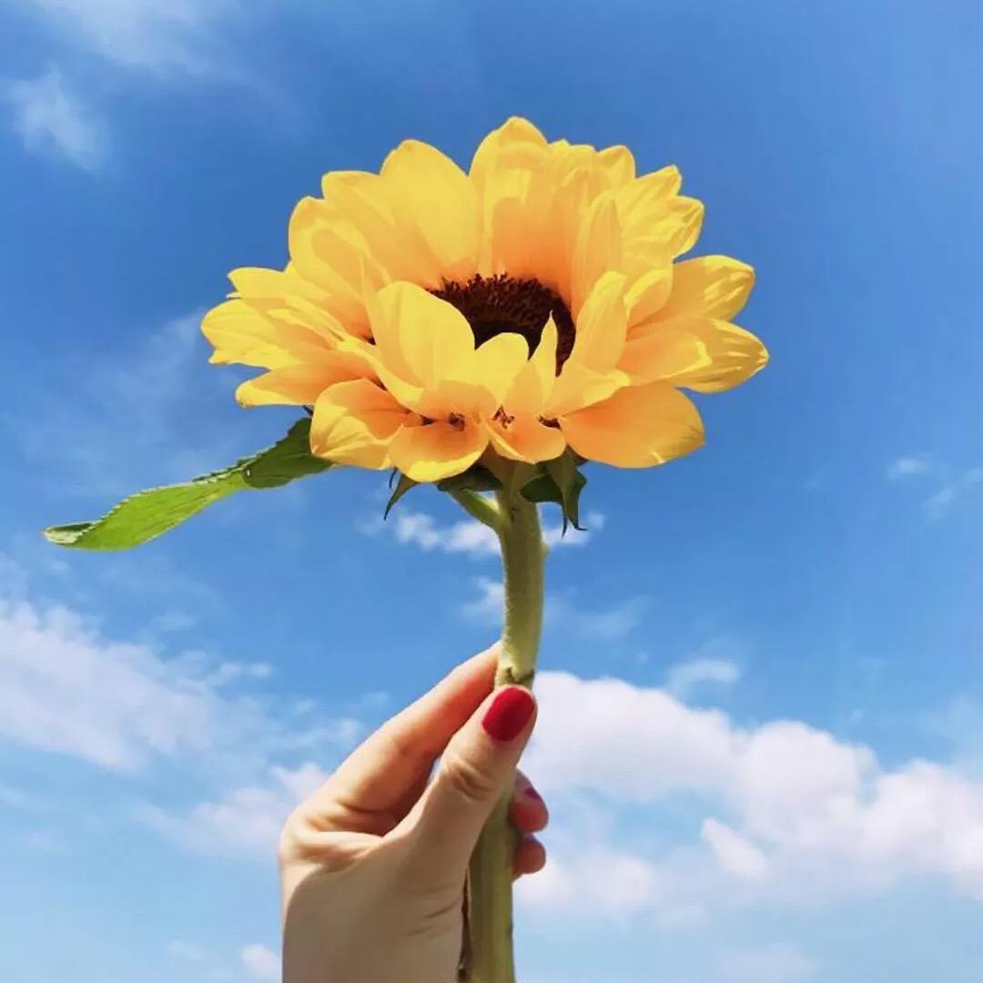 即花盆景花卉