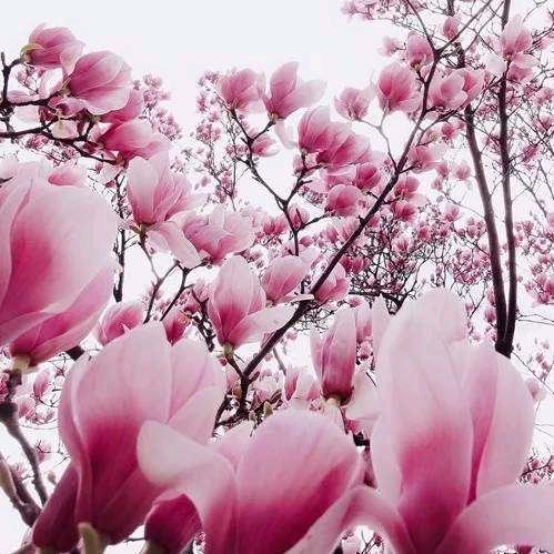 🦋ℒℴѵℯ蝴蝶恋花香⁵²⁰℘࿐