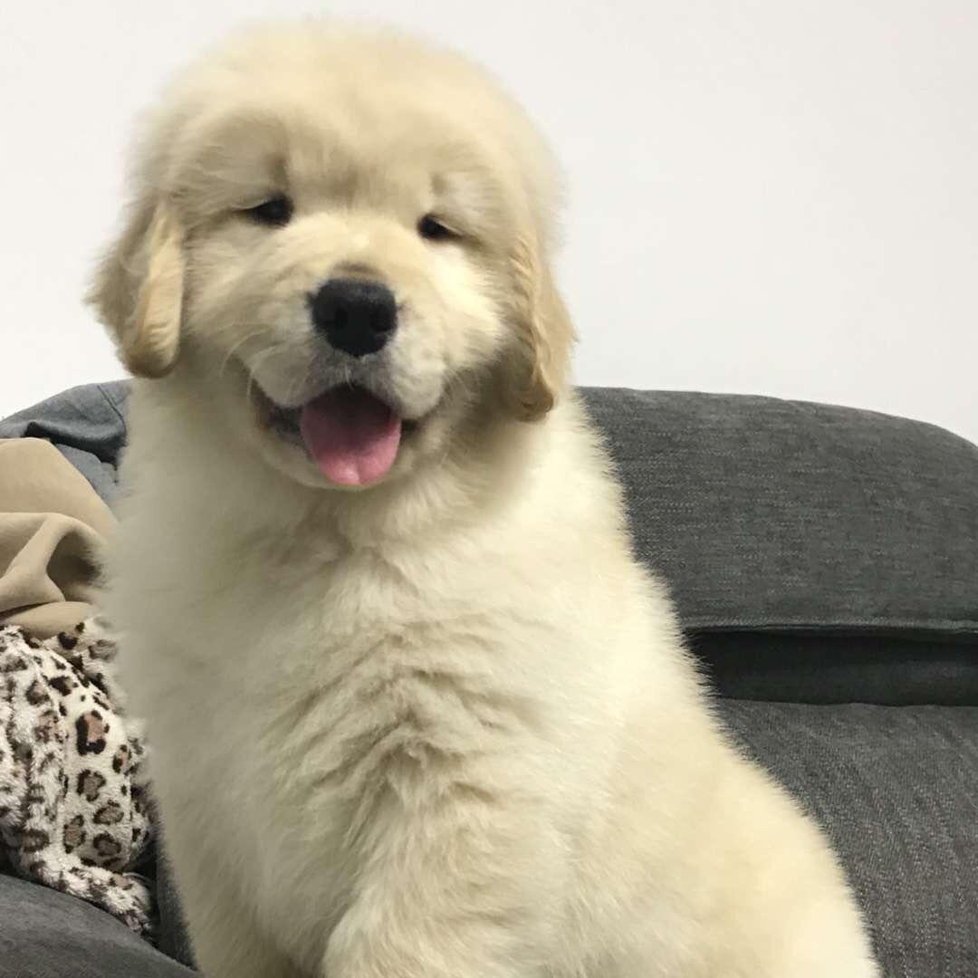 顺子金毛犬舍