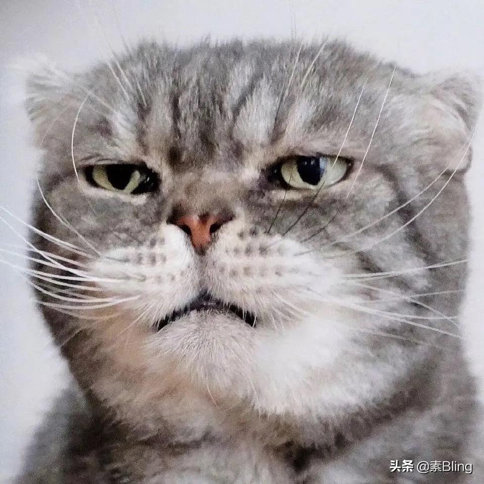 小小露露