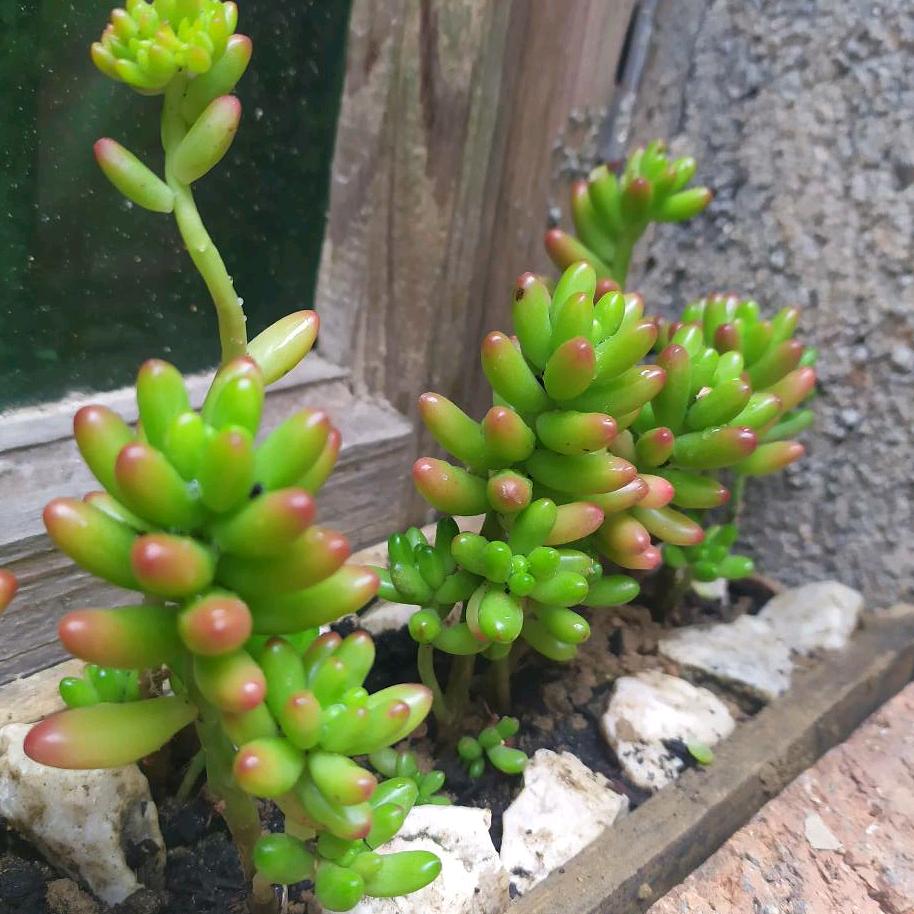 微风轻轻起