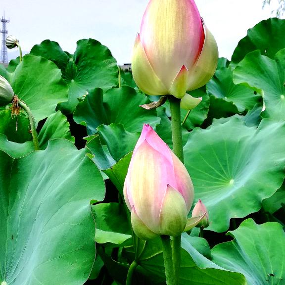 释怀
