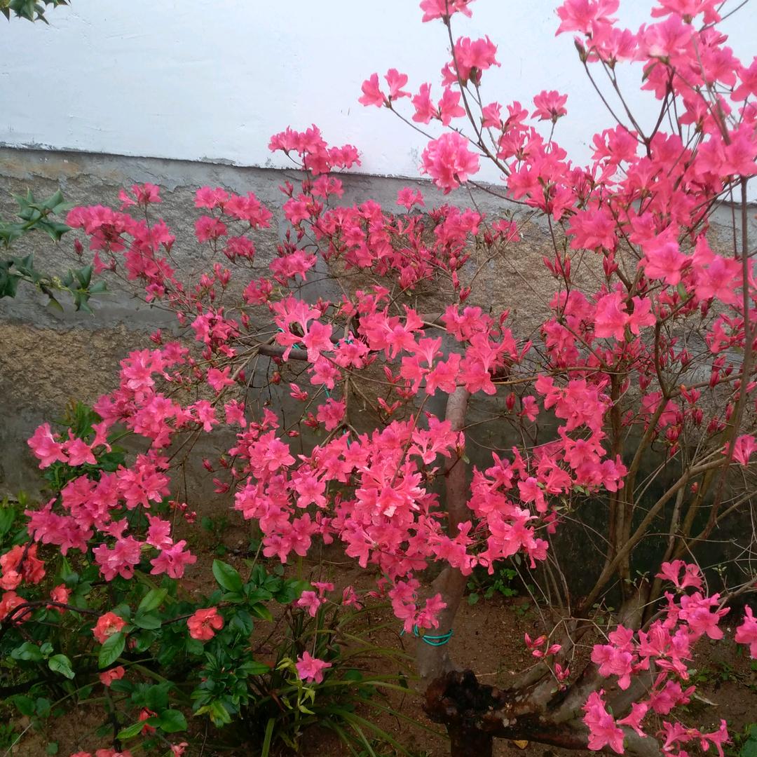 平凡人生